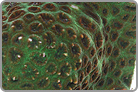 TOP 50 Green Favia